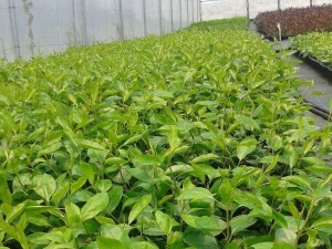 OHF-333 Круша